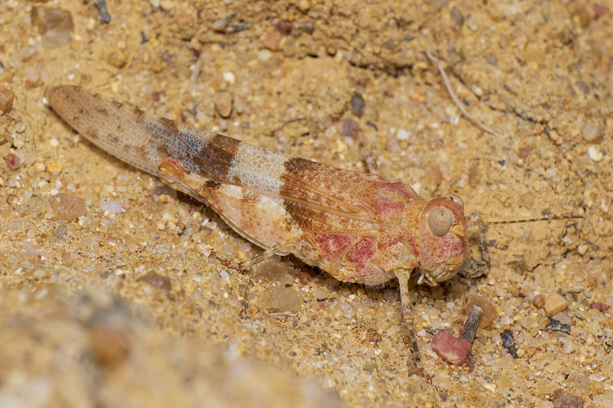 Imagem de Sphingonotus (Neosphingonotus) azurescens (Rambur 1838)