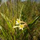 Imagem de Cyrtanthus ochroleucus (Herb.) Burch. ex Steud.