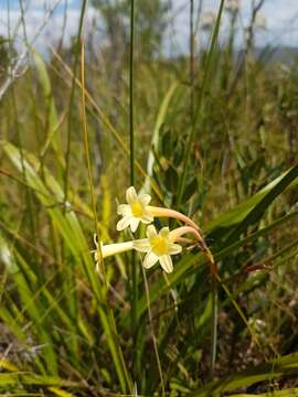 Image of Cyrtanthus ochroleucus (Herb.) Burch. ex Steud.