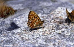 Imagem de <i>Boloria oscarus</i>