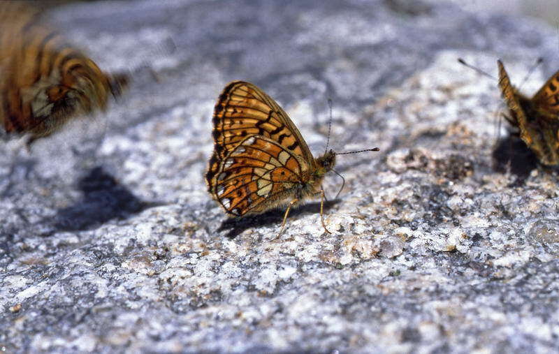 Imagem de <i>Boloria oscarus</i>