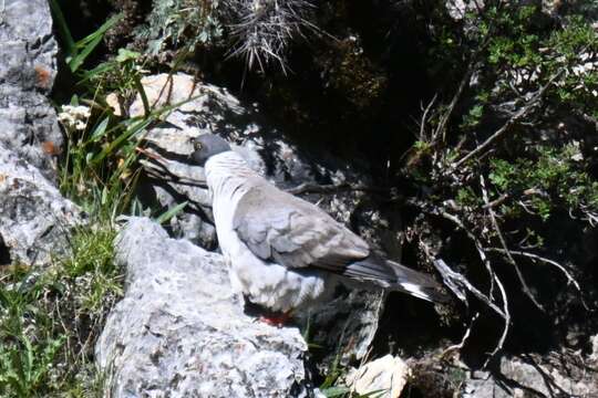 Image of Snow Pigeon