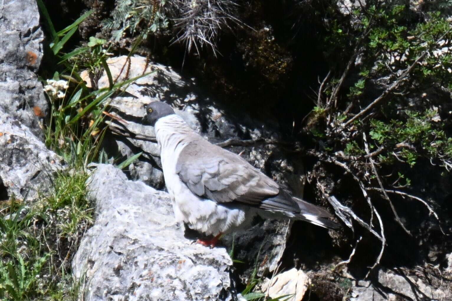 Imagem de Columba leuconota Vigors 1831