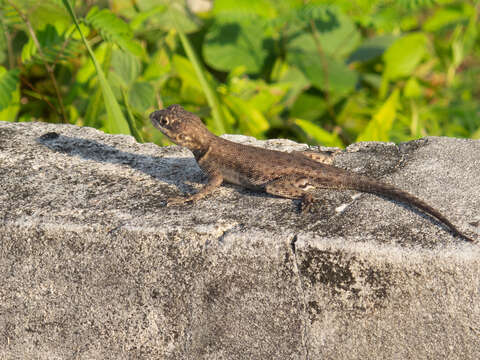 Image of Tropidurus oreadicus Rodrigues 1987