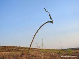 Image of Reseda suffruticosa Loefl.