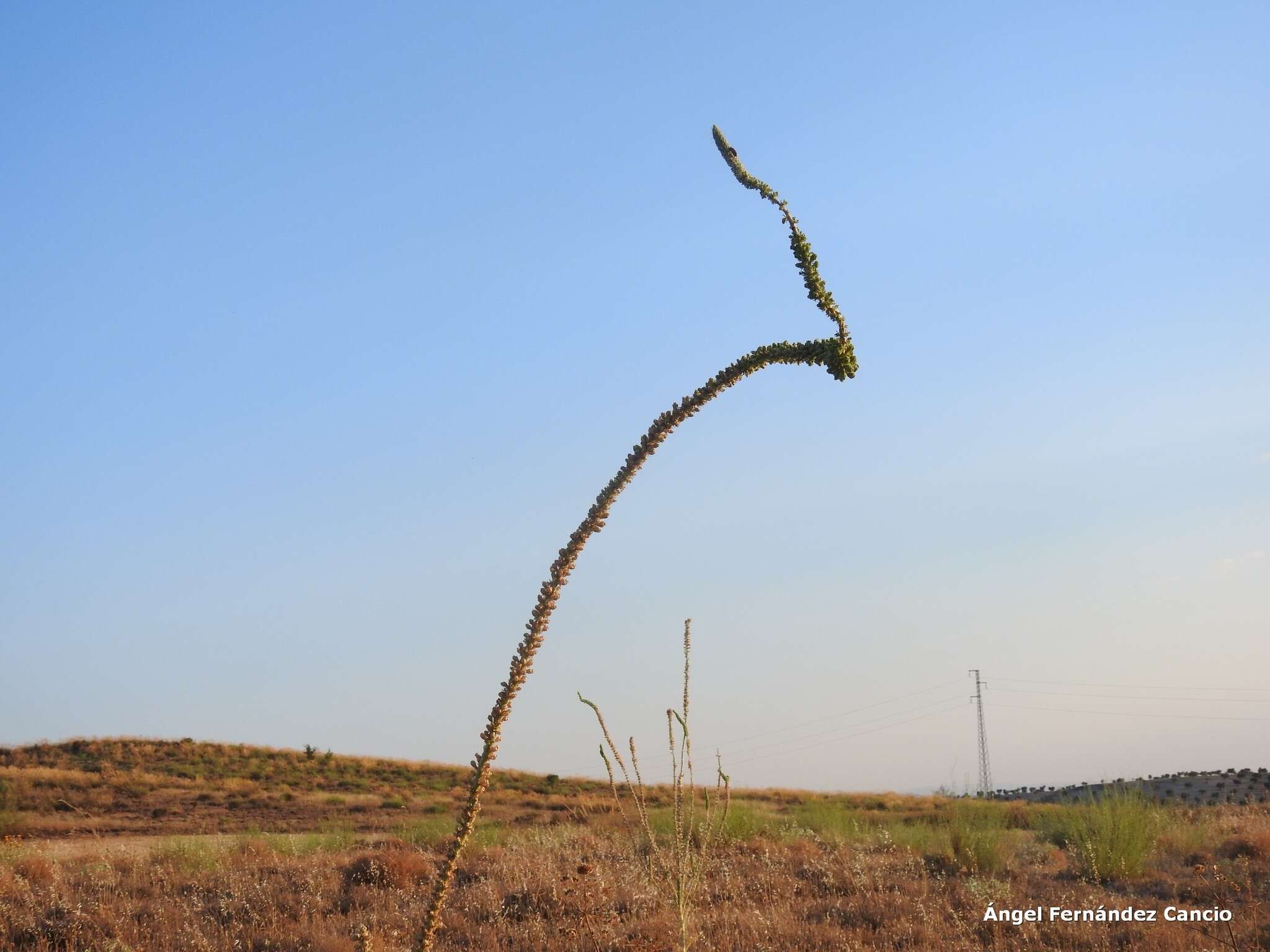 Image of Reseda suffruticosa Loefl.