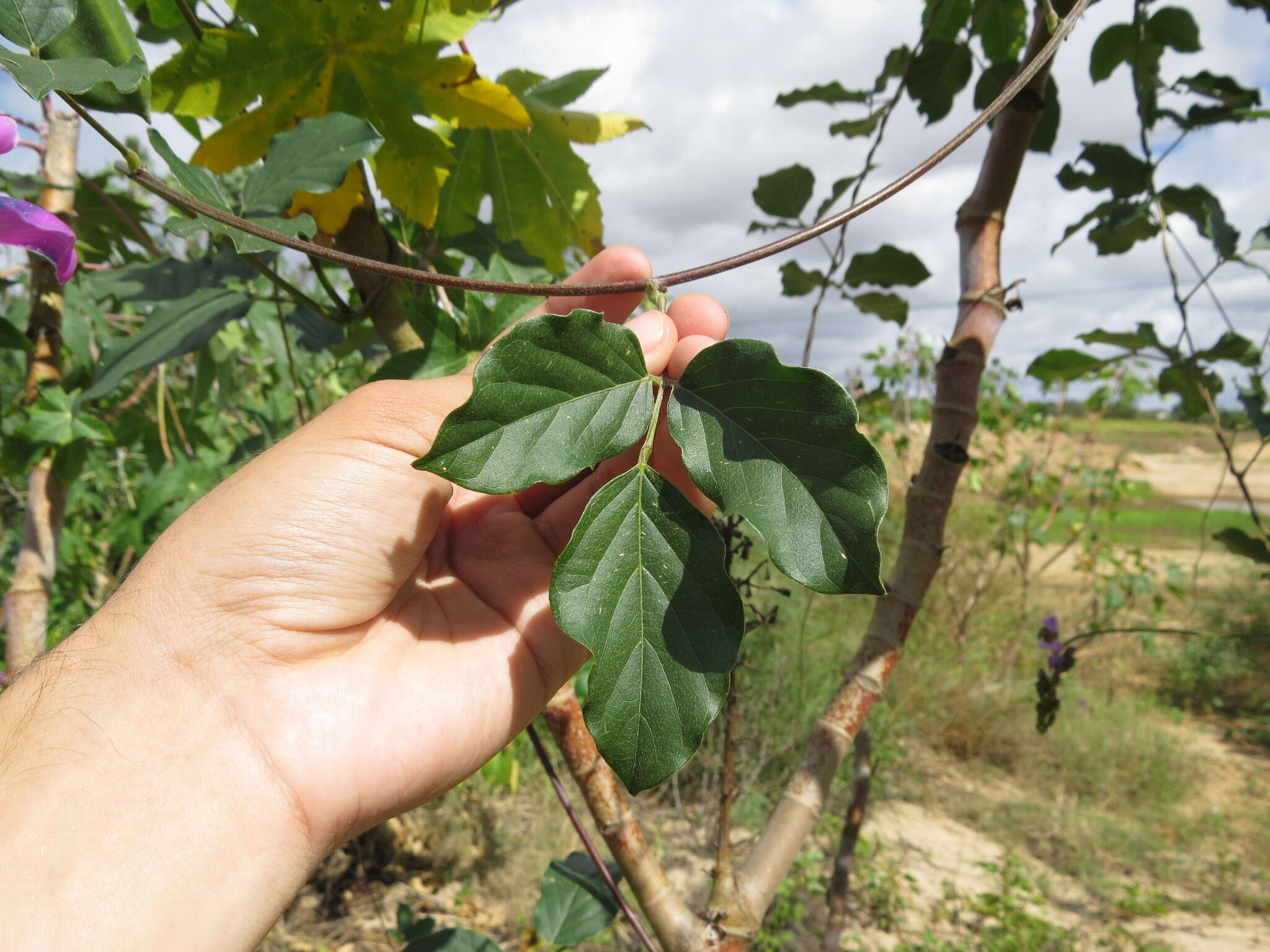 Image of Brazilian jackbean