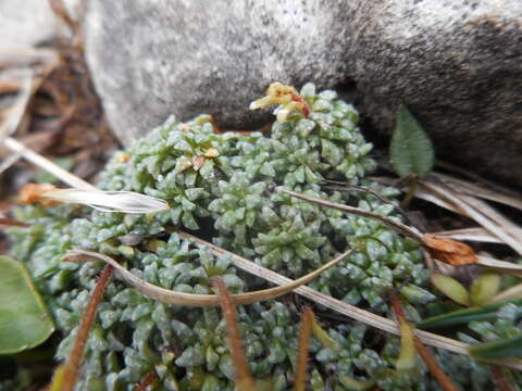 Слика од Saxifraga caesia L.