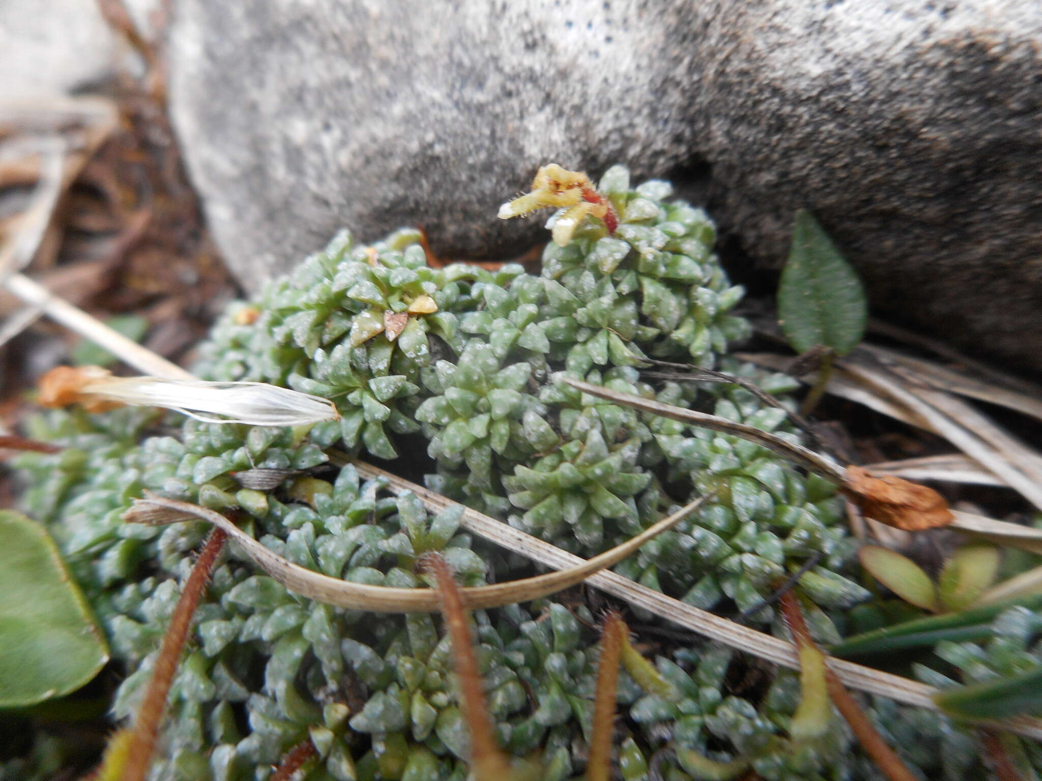 Sivun Saxifraga caesia L. kuva