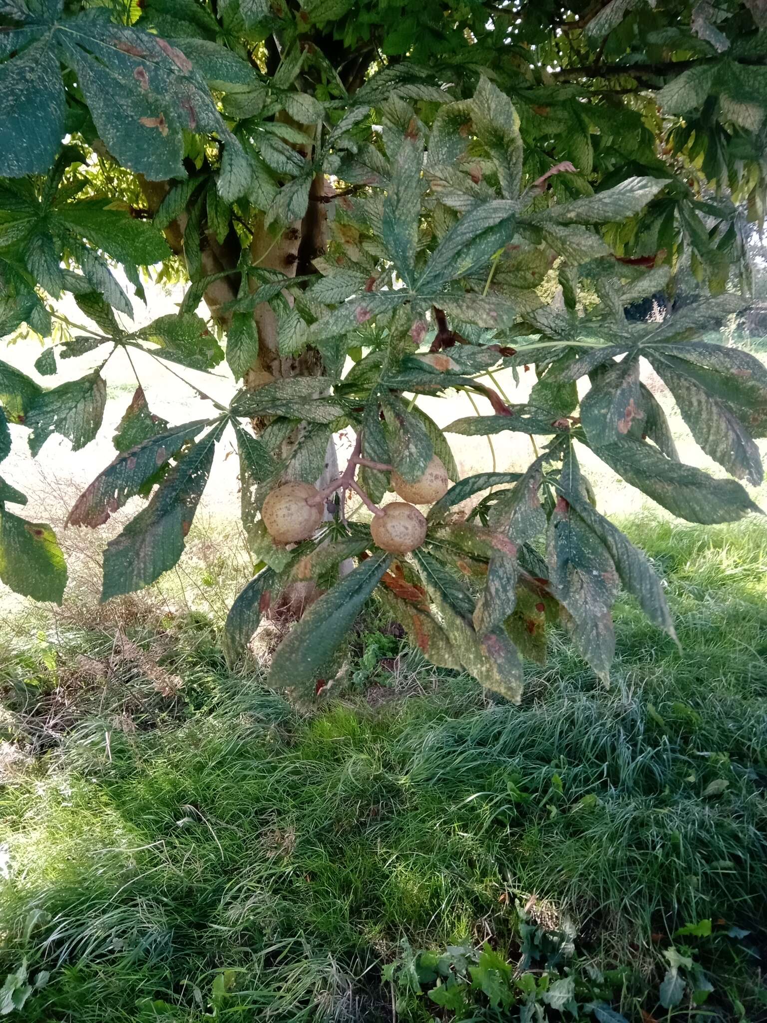 Image of red horse-chestnut