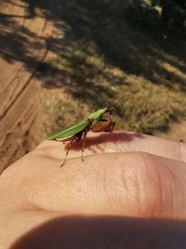 Image of Otomantis