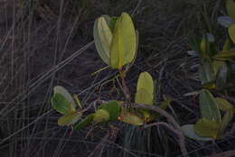 Image of Garcinia amplexicaulis Vieill. ex Pierre