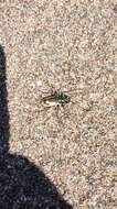 Image of Colorado Dune Tiger Beetle