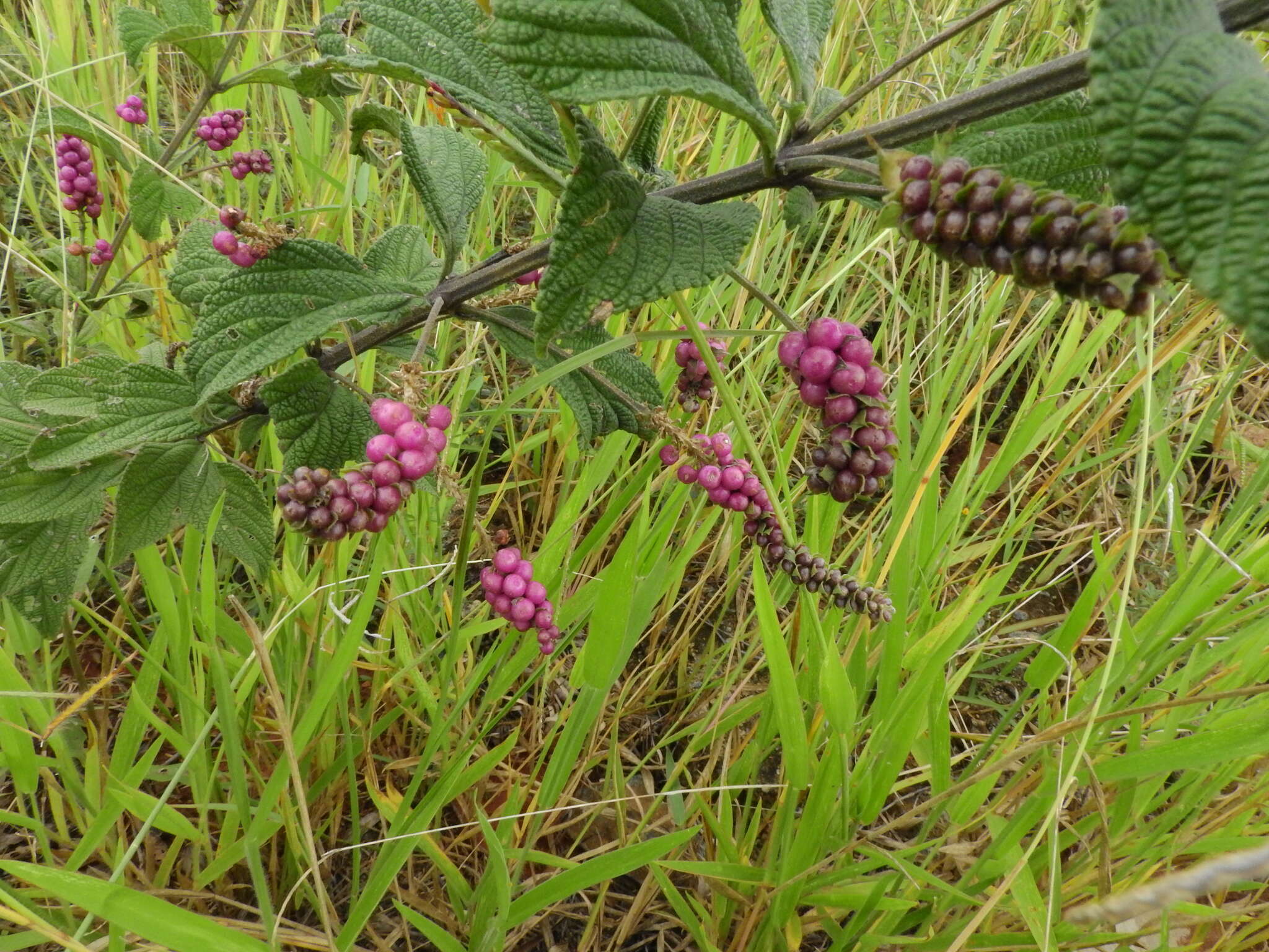 Image of threeleaf shrubverbena