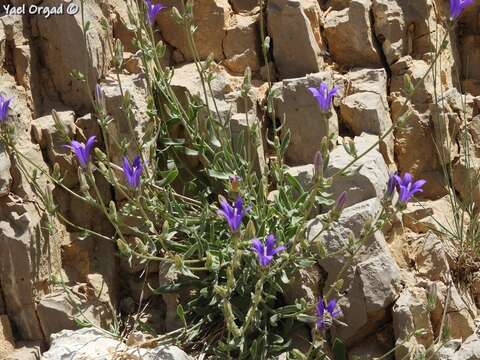 Imagem de Campanula stricta L.