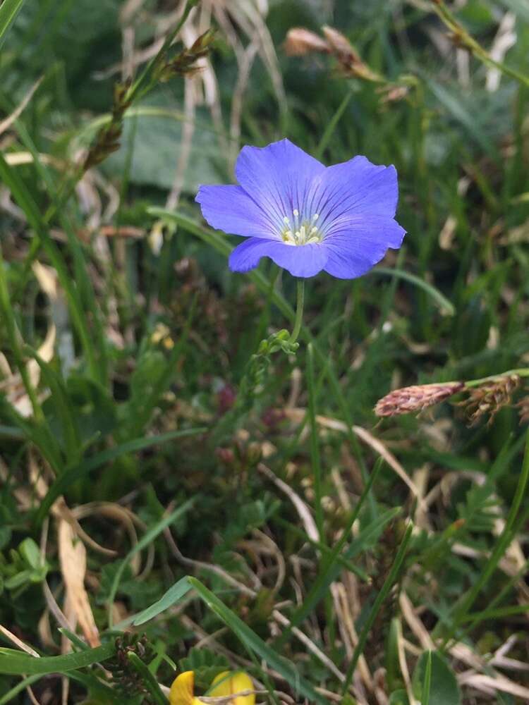 Imagem de Linum alpinum Jacq.