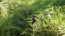 Image de Bombus medius Cresson 1864