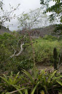 Image of Tillandsia krukoffiana L. B. Sm.