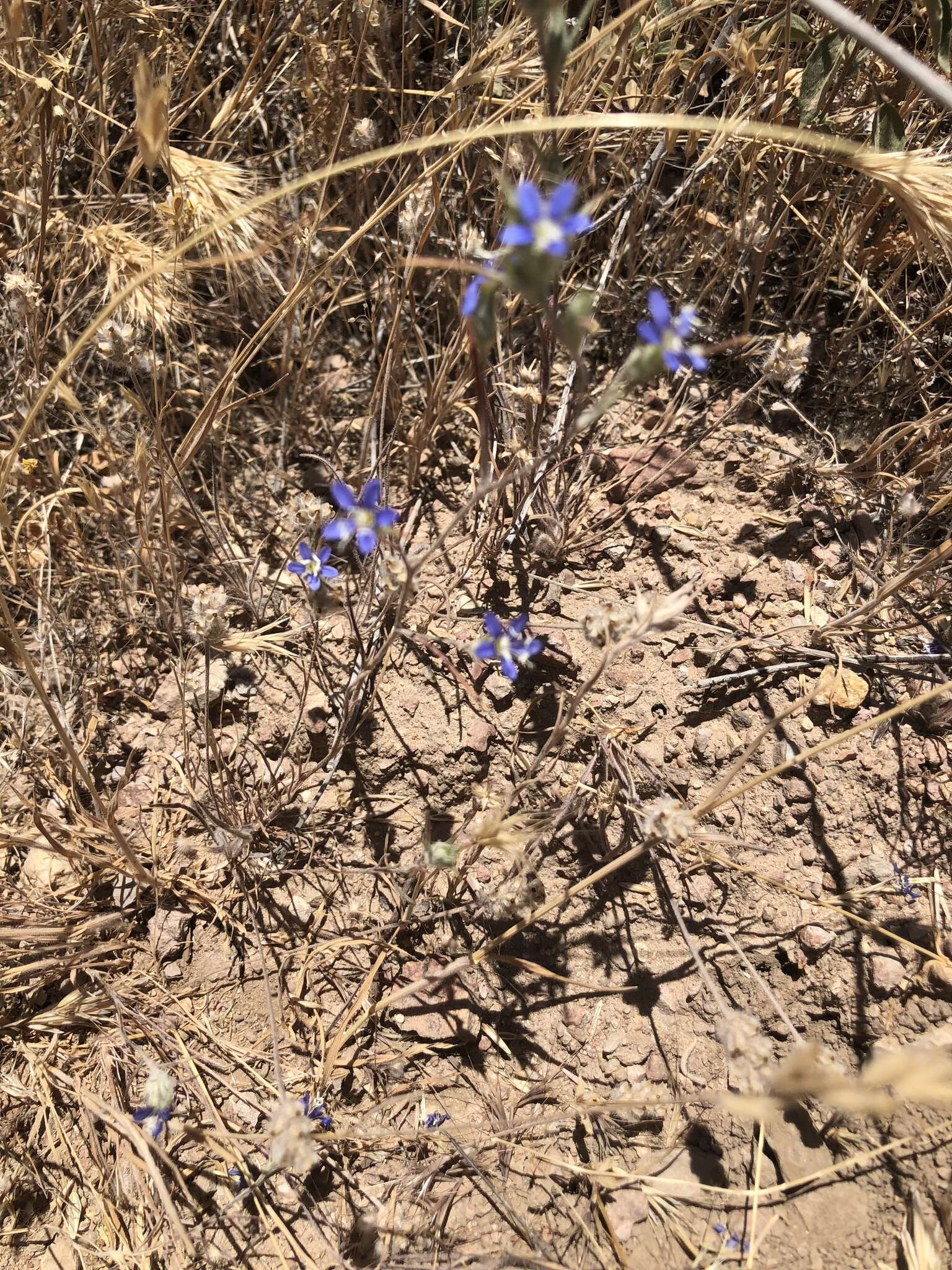 Imagem de Eriastrum virgatum (Benth.) Mason