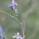 Image of Salvia rubropunctata B. L. Rob. & Fernald