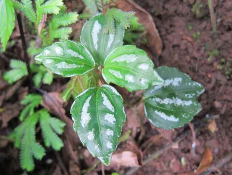 Imagem de Pilea cadierei Gagnep. & Guillaum.