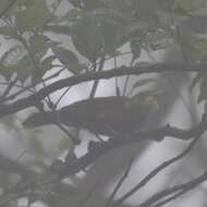 Image of Bearded Bulbul