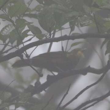 Image of Bearded Bulbul