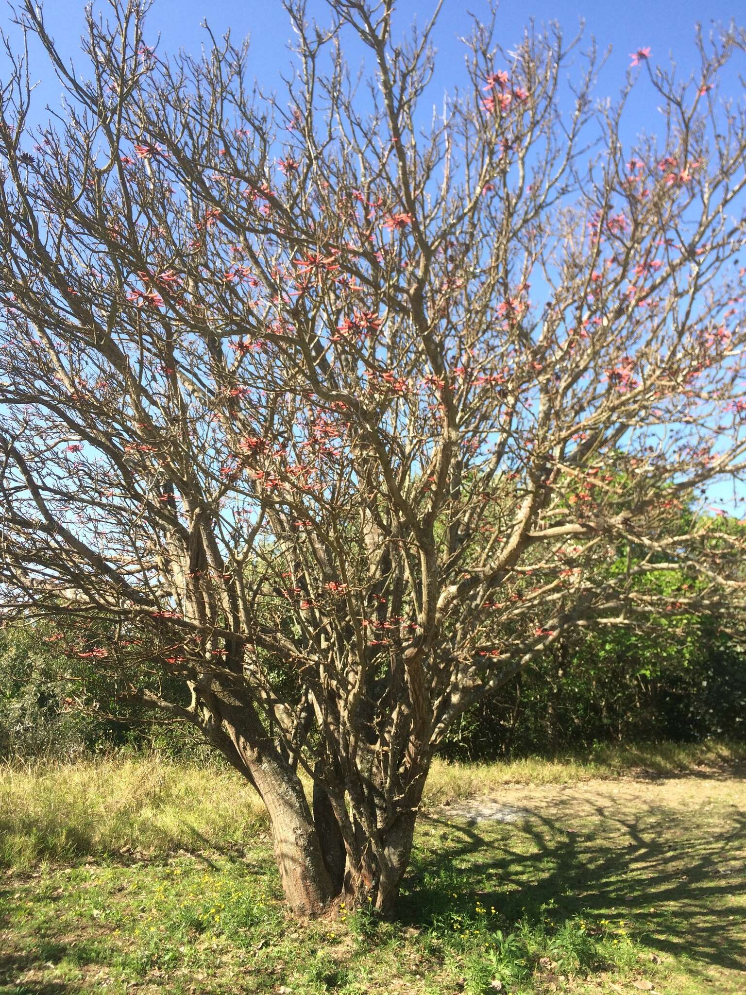 Слика од Erythrina pallida Britton