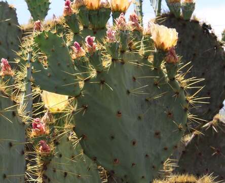 Image of Opuntia engelmannii var. cujia Griffiths & Hare