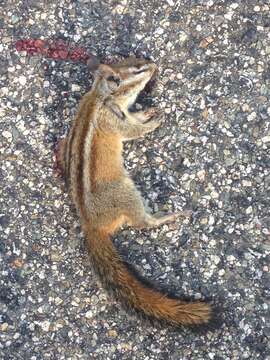 Image of Merriam’s Chipmunk