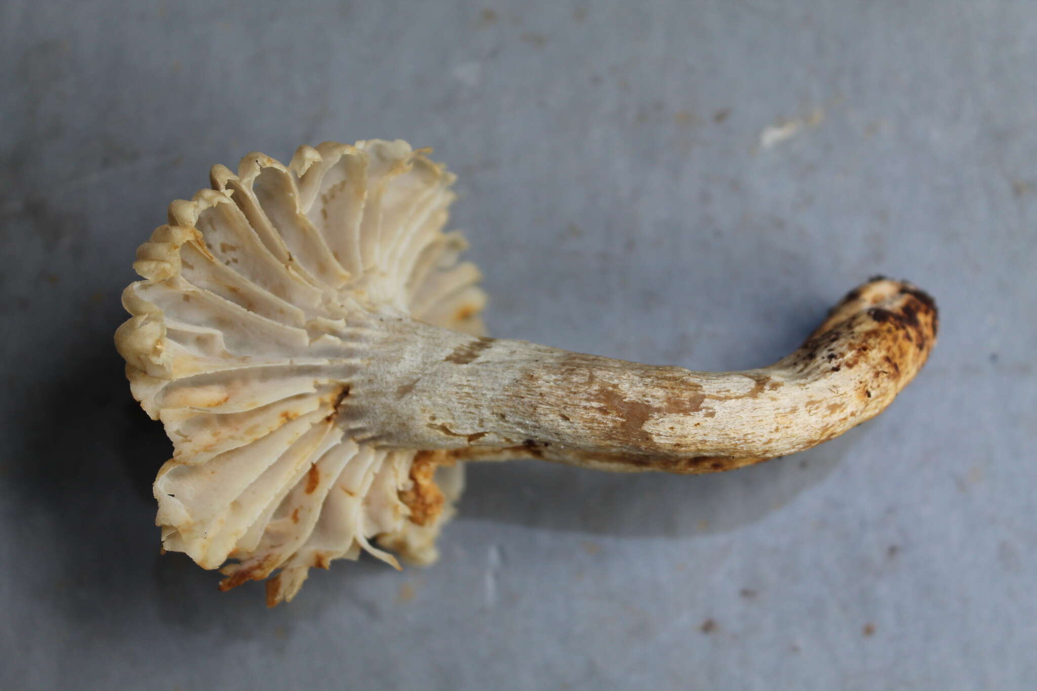 Image of Russula batistae Singer 1955