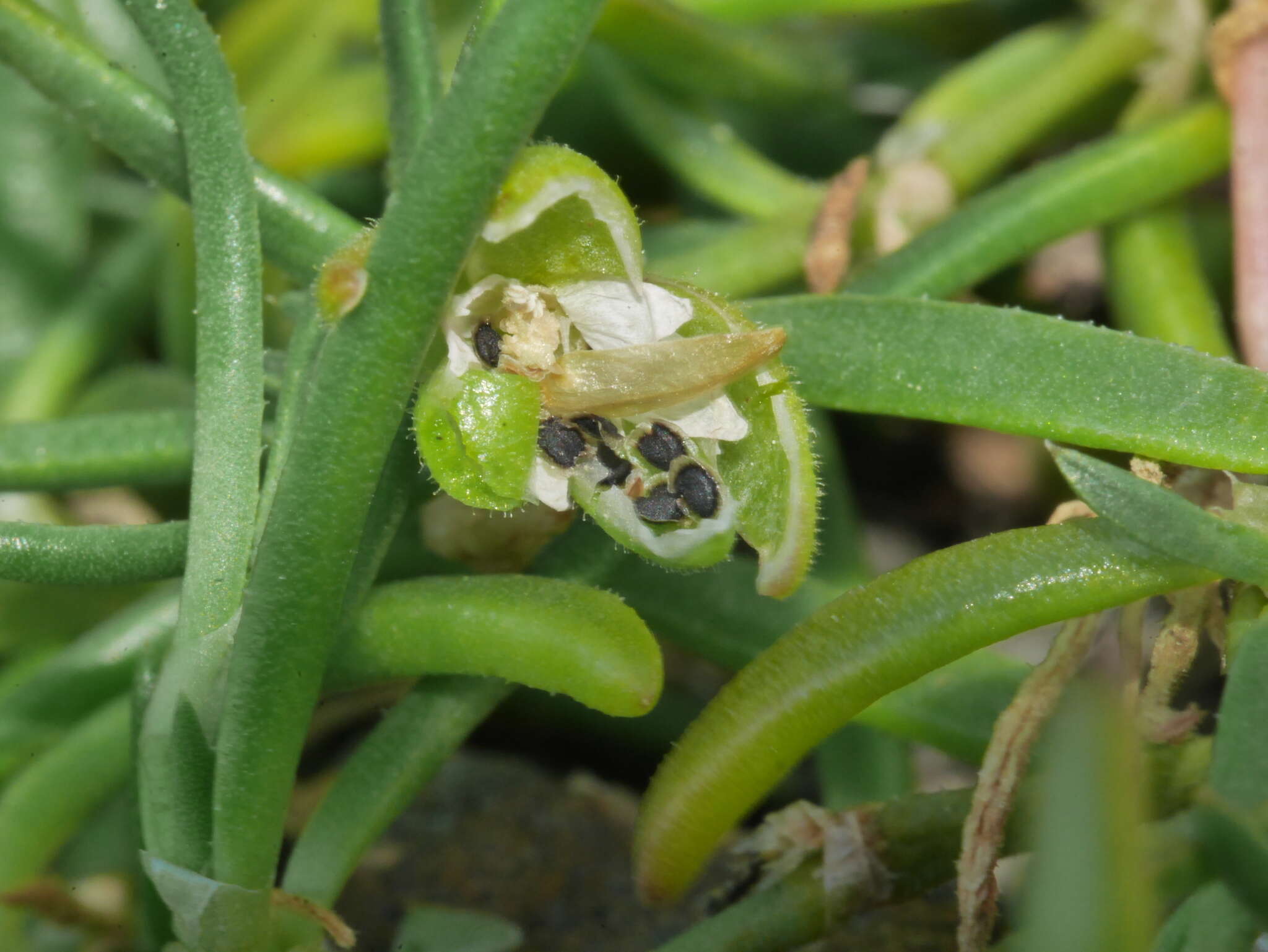 Image of Spergularia tasmanica (Kindb.) L. G. Adams