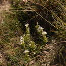 Image of Scutellaria oligodonta Juz.