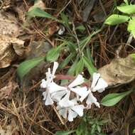 Silene caroliniana subsp. pensylvanica (Michx.) R. T. Clausen resmi