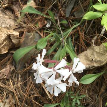 Silene caroliniana subsp. pensylvanica (Michx.) R. T. Clausen resmi