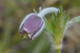 Imagem de Pulsatilla campanella Fisch. ex Regel & Tiling