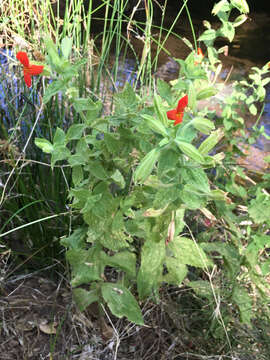 Image of Scarlet Monkey-Flower