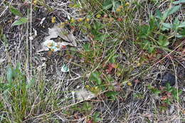 Image of Potentilla crantzii subsp. gelida (C. A. Mey.) J. Soják