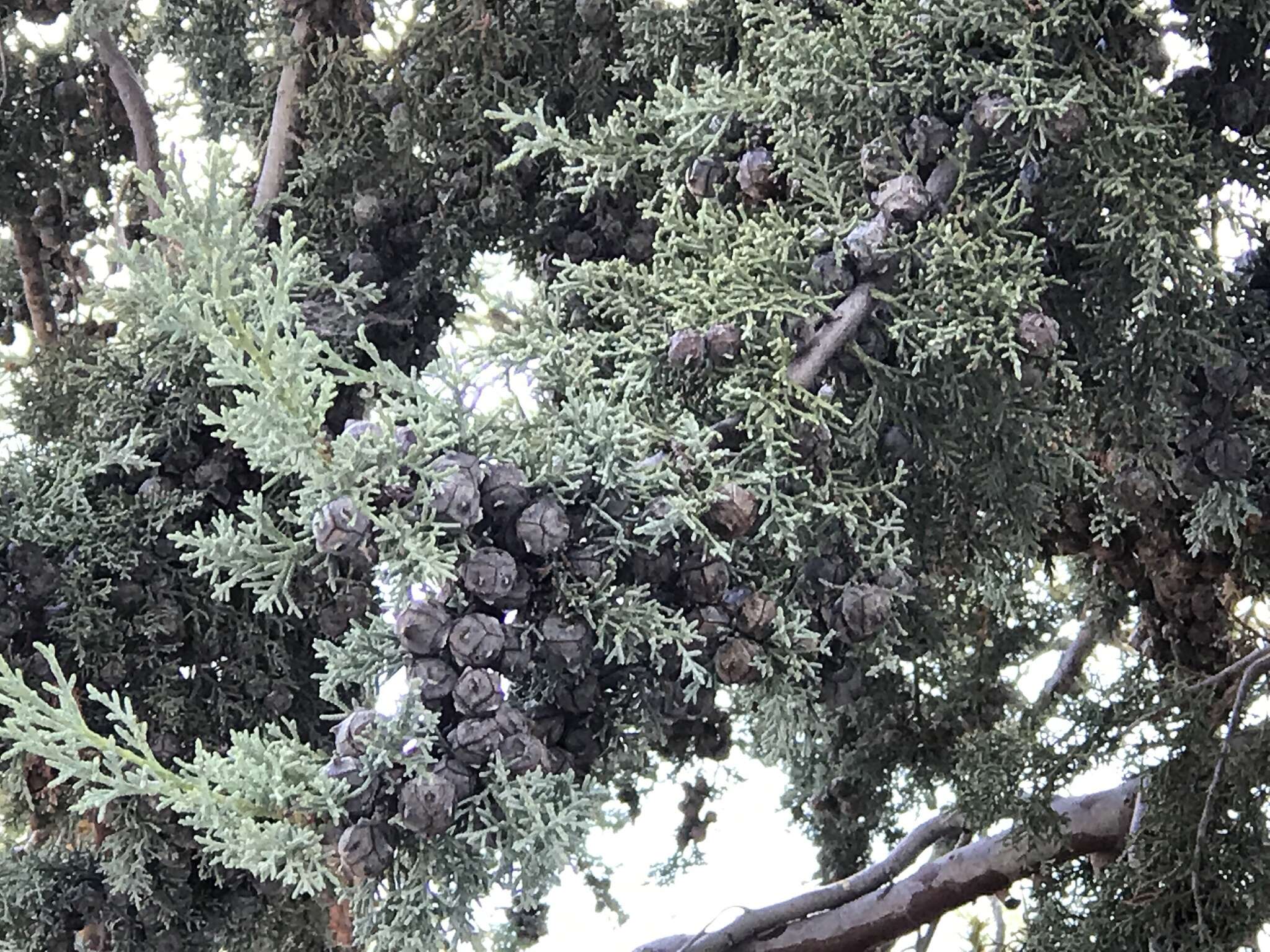 Image of Arizona Cypress