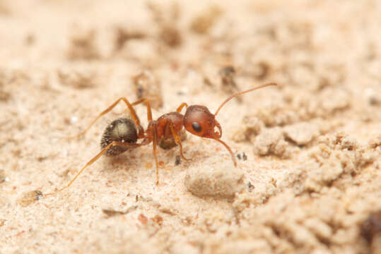 Image of Melophorus bruneus McAreavey 1949