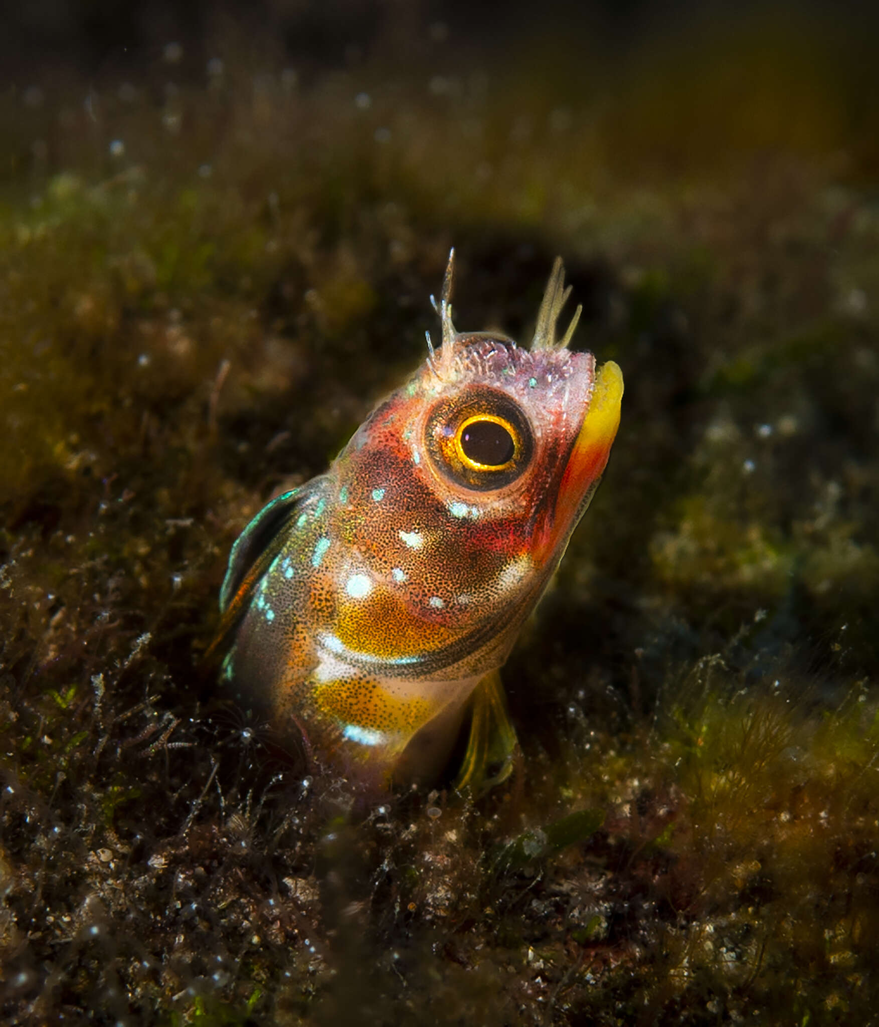 Image of Revillagigedo Barnacle Blenny