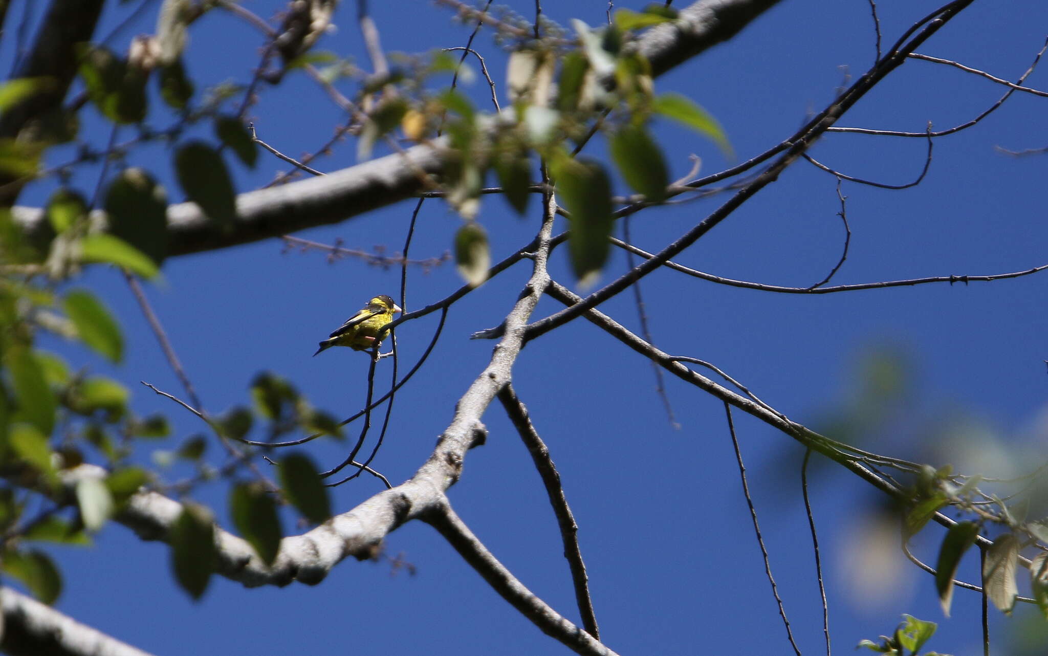 Image of Vietnamese Greenfinch