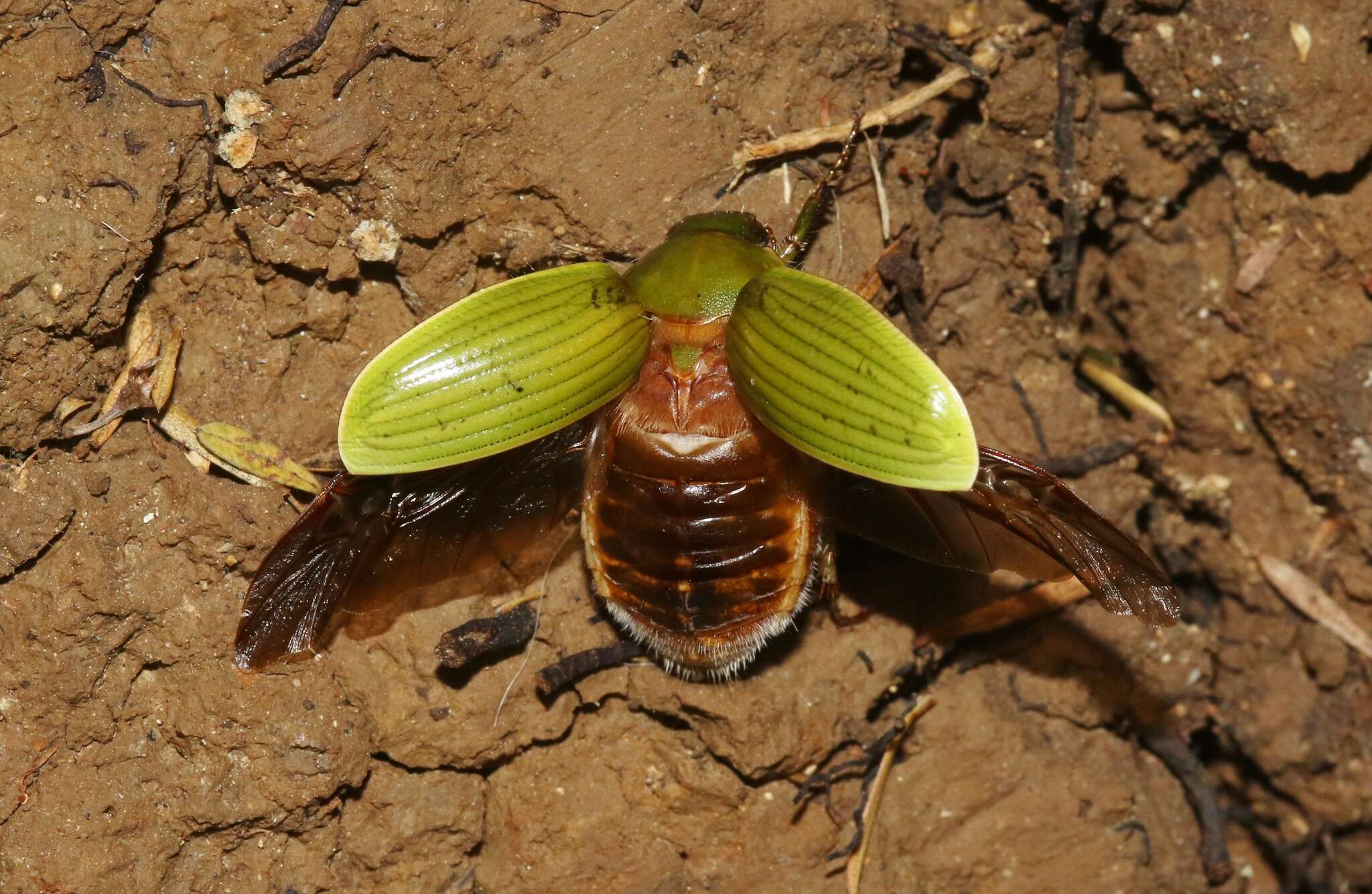 Image of Stethaspis longicornis (Arrow 1924)