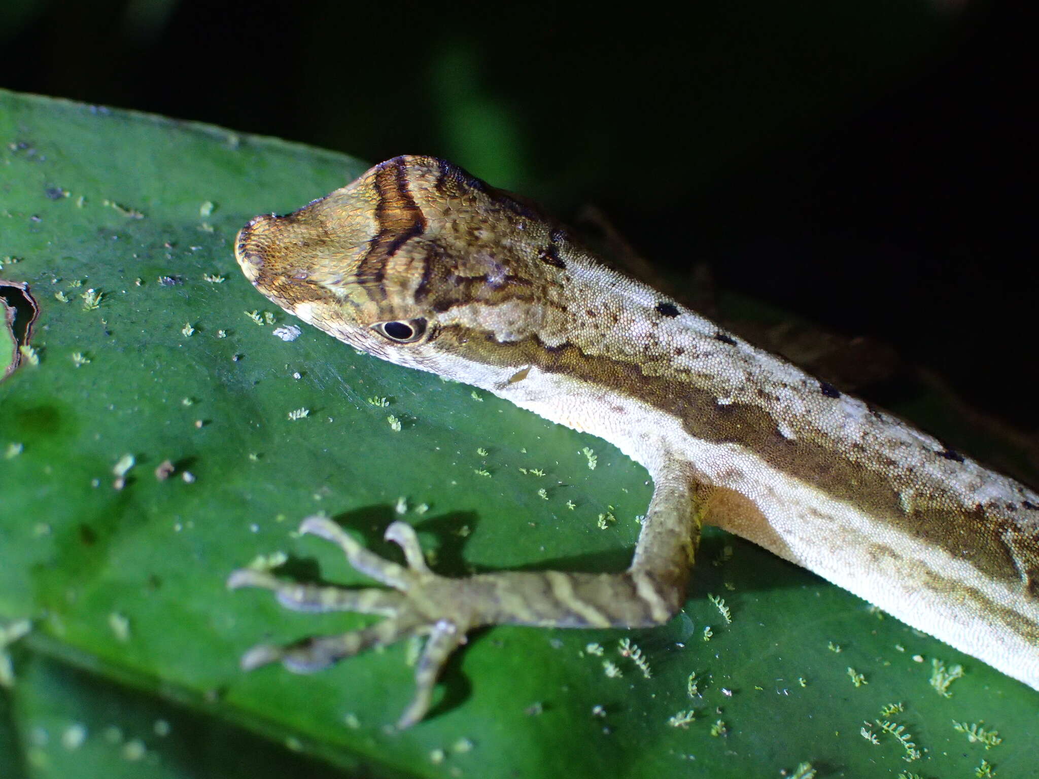 Image of Common Forest Anole