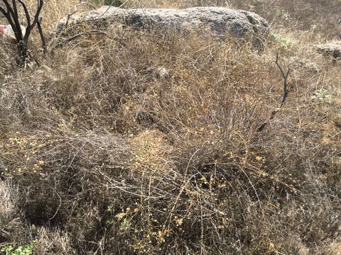 Stephanomeria virgata Benth. resmi