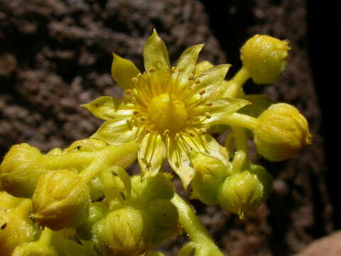 Image of Aeonium smithii (Sims) Webb & Berth.