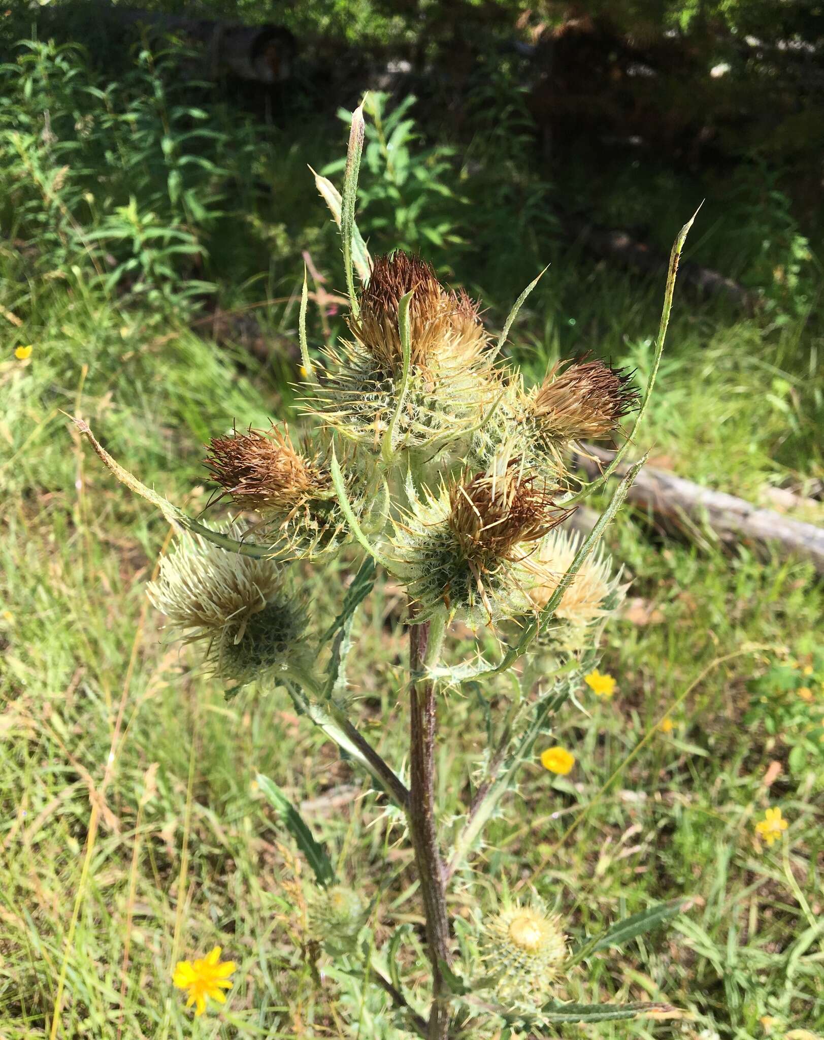 Image of white thistle