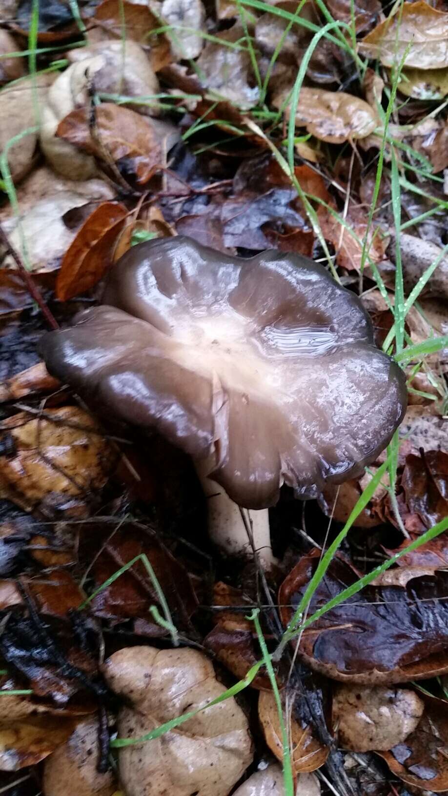 Image of Entoloma cinereolamellatum Largent 1994