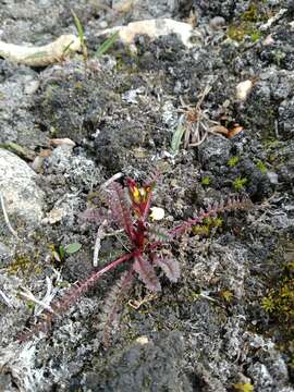 Image de Pedicularis flammea L.