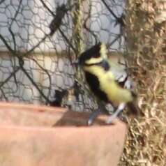 Image de Mésange jaune